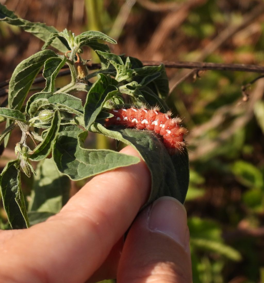 Acronicta rumicis?